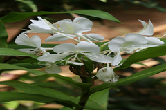 Hedychium coronarium